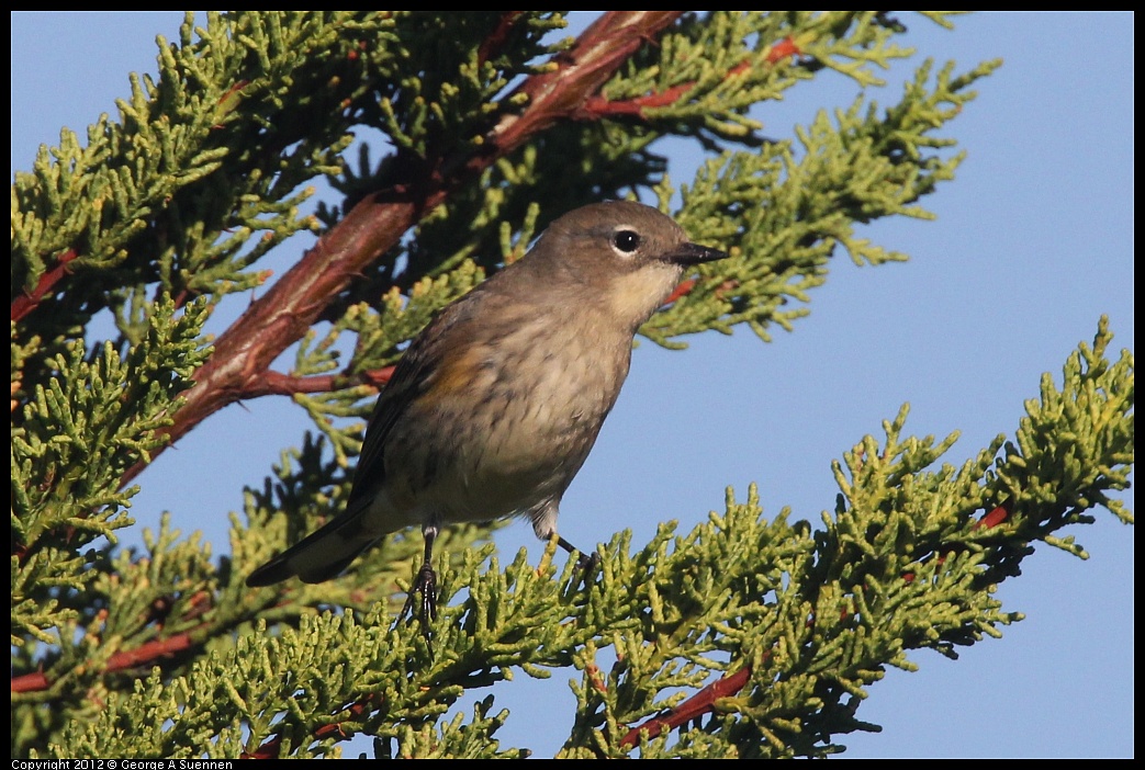 1106-085223-05.jpg - Yellow-rumped Warbler