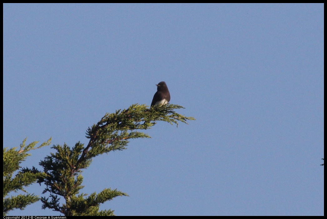 1106-085352-02.jpg - Black Phoebe