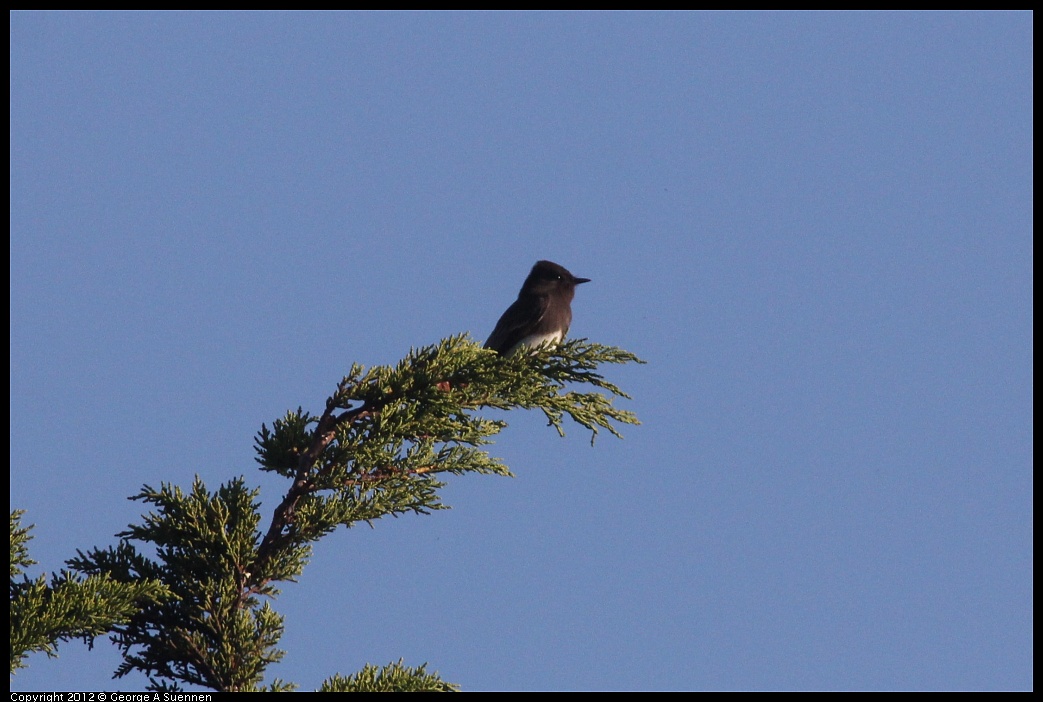 1106-085418-02.jpg - Black Phoebe