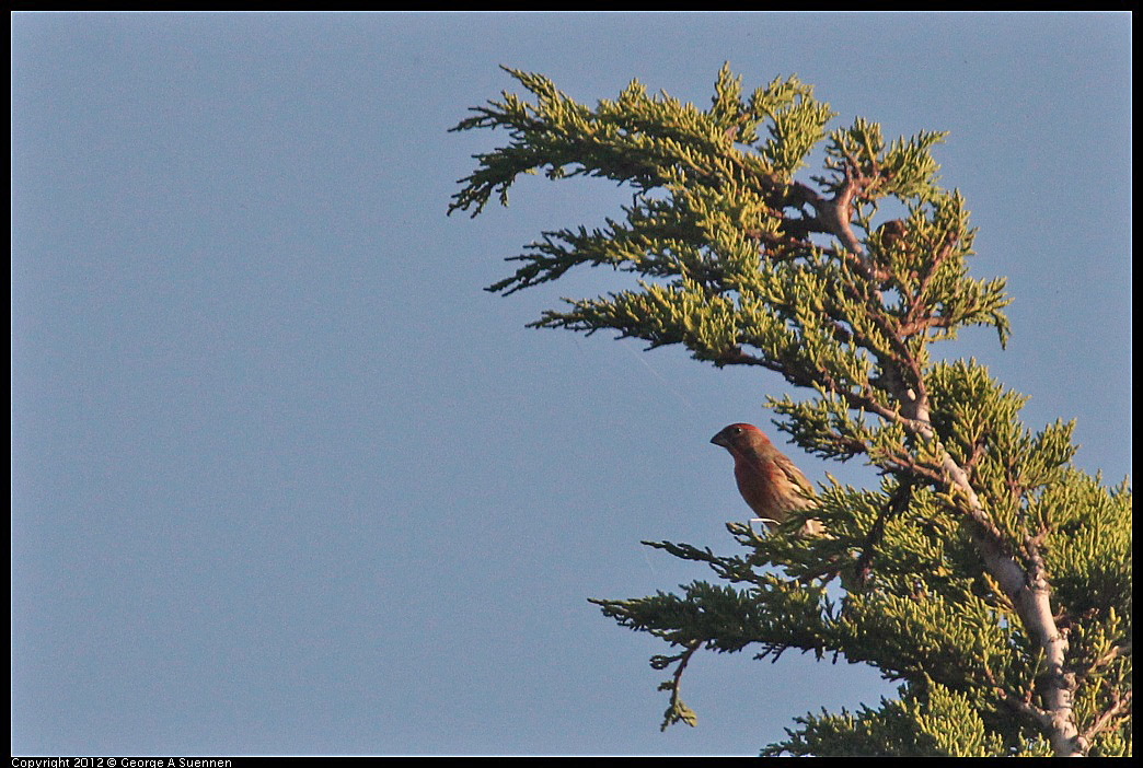 1106-085421-02.jpg - House Finch