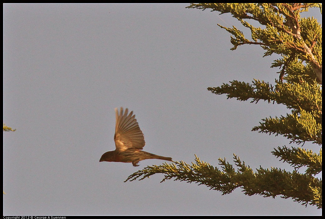 1106-085421-04.jpg - House Finch