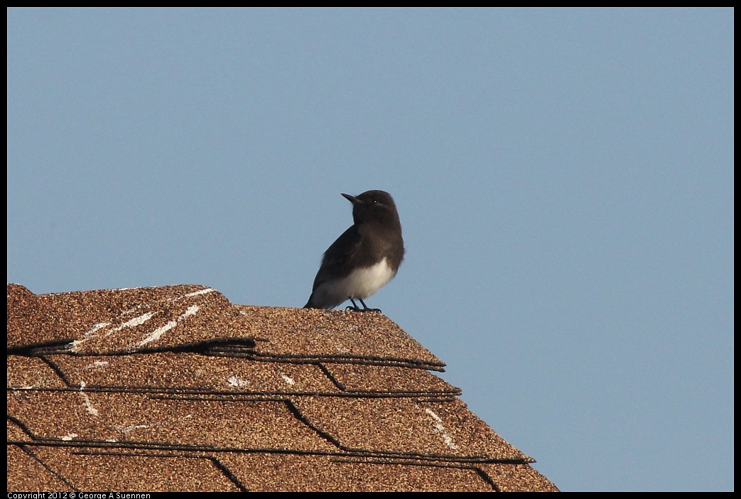 1106-085515-01.jpg - Black Phoebe