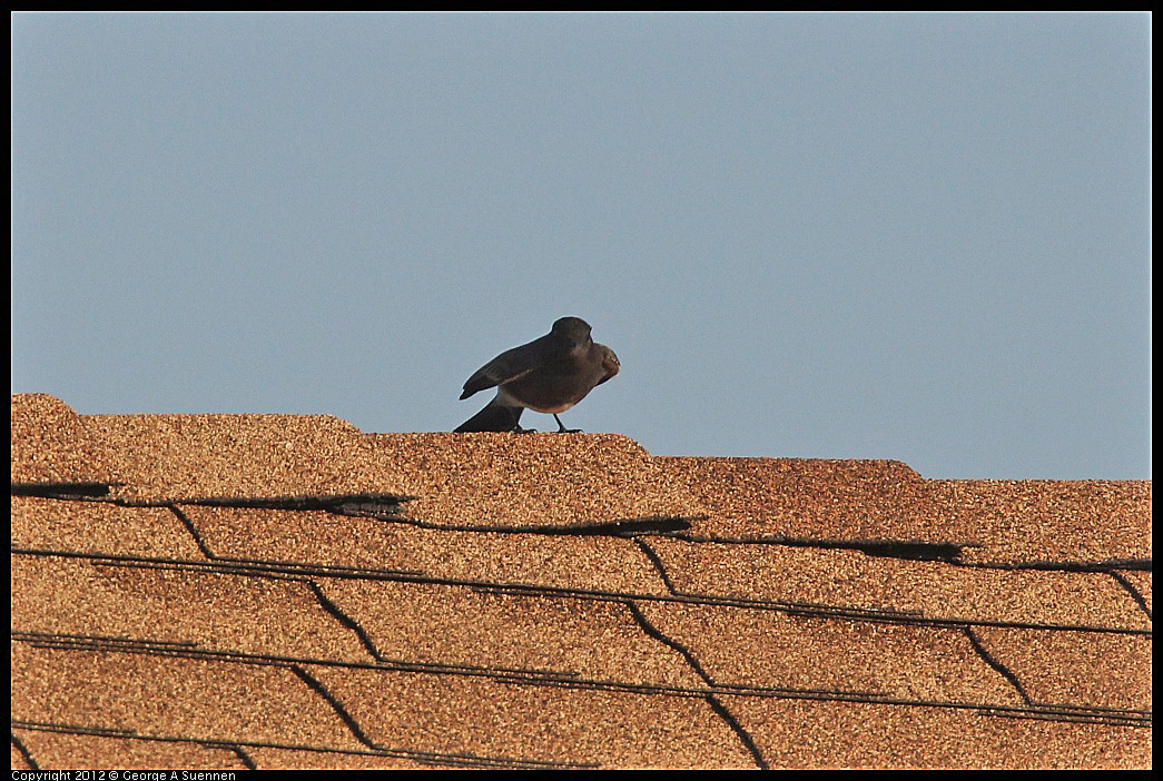 1106-085517-02.jpg - Black Phoebe