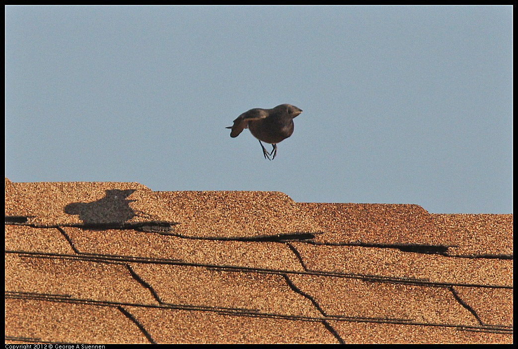 1106-085517-03.jpg - Black Phoebe