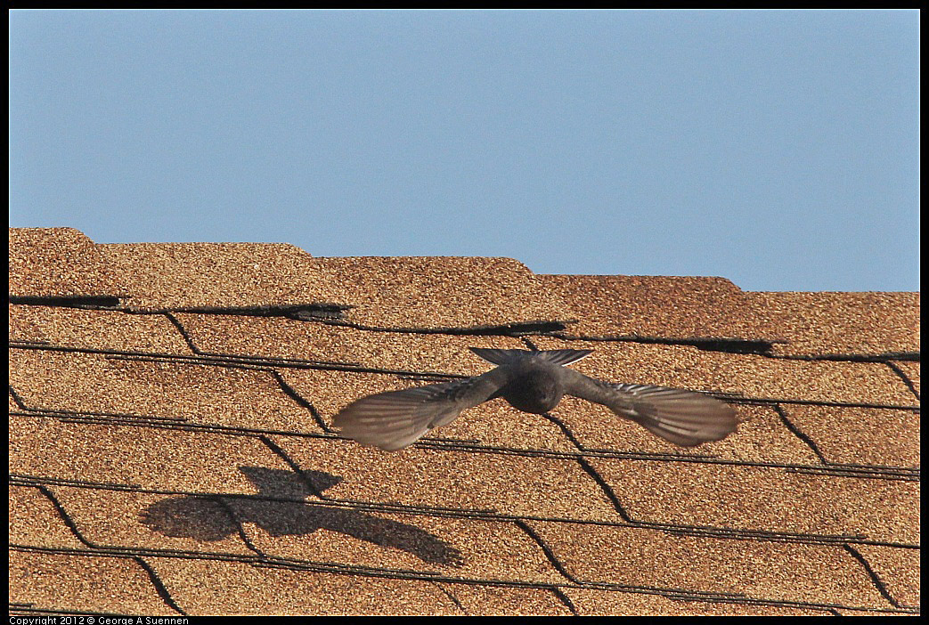 1106-085517-04.jpg - Black Phoebe