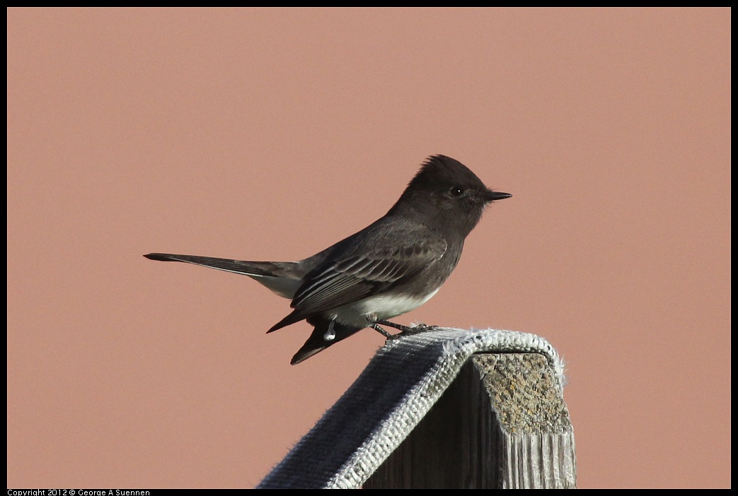 1106-085523-01.jpg - Black Phoebe