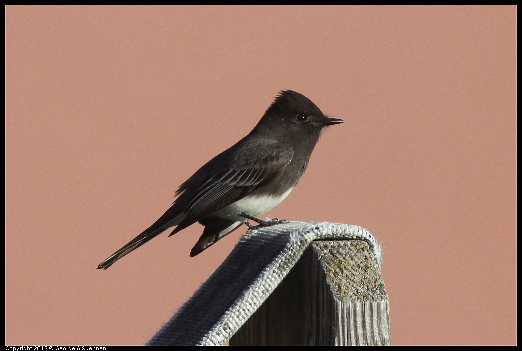 1106-085523-02.jpg - Black Phoebe