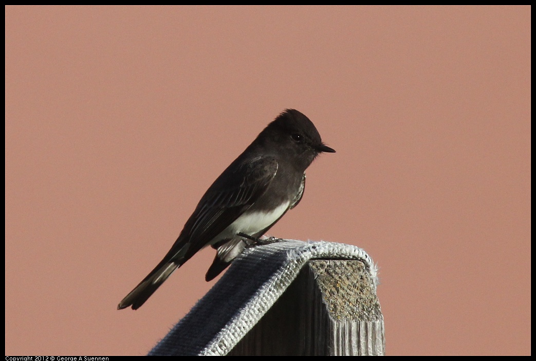 1106-085526-01.jpg - Black Phoebe