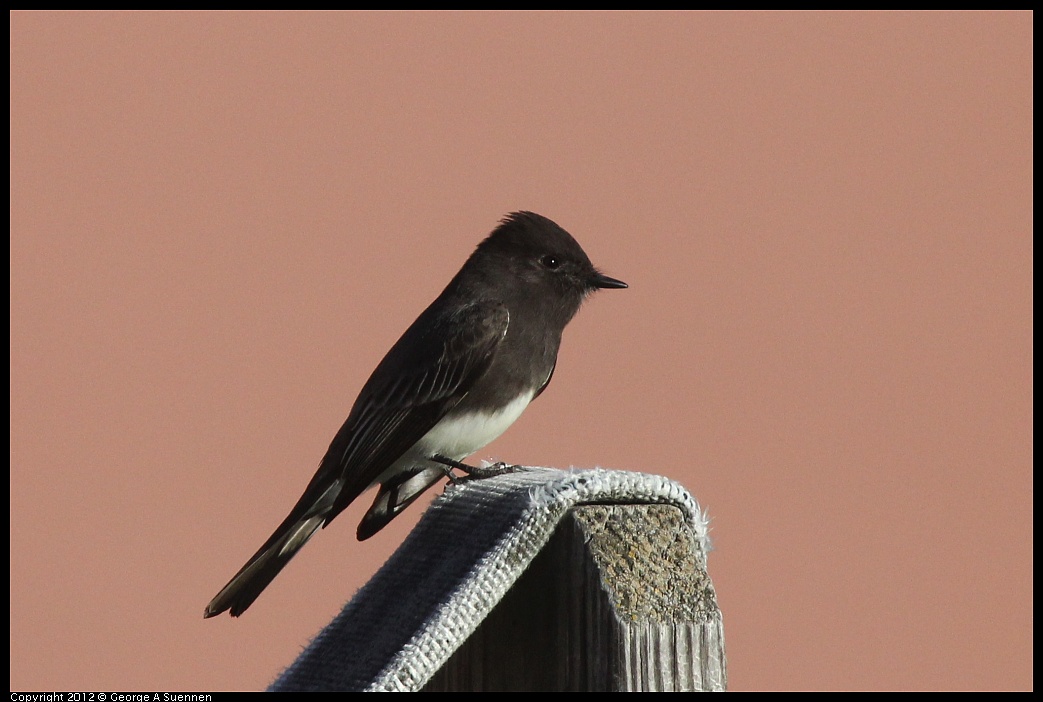 1106-085528-01.jpg - Black Phoebe