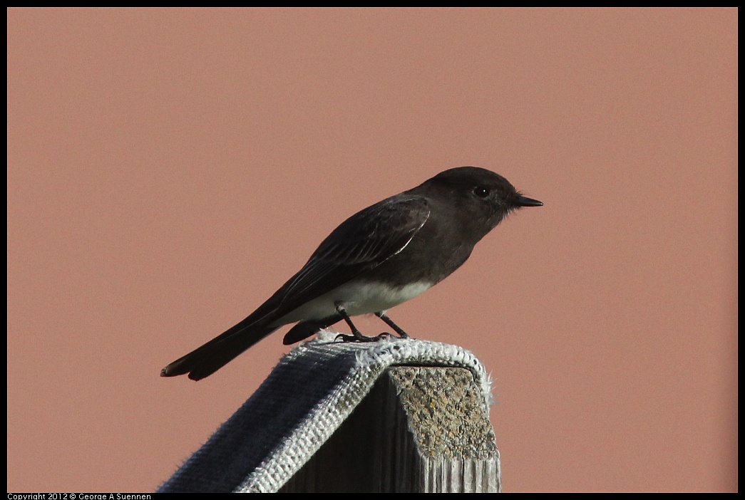 1106-085546-01.jpg - Black Phoebe