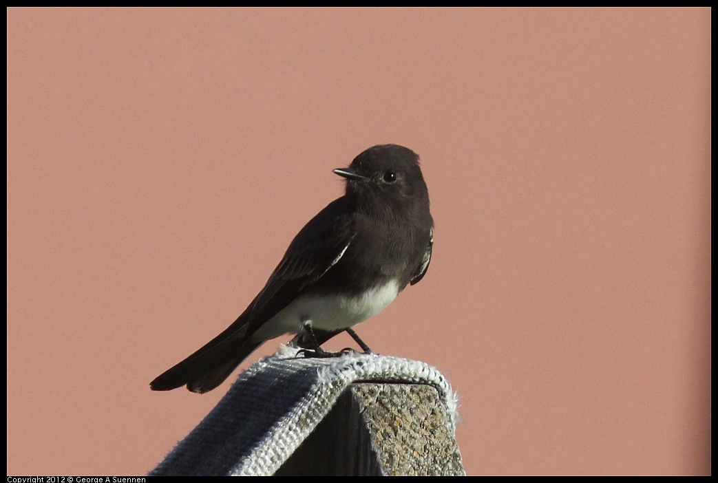 1106-085547-02.jpg - Black Phoebe