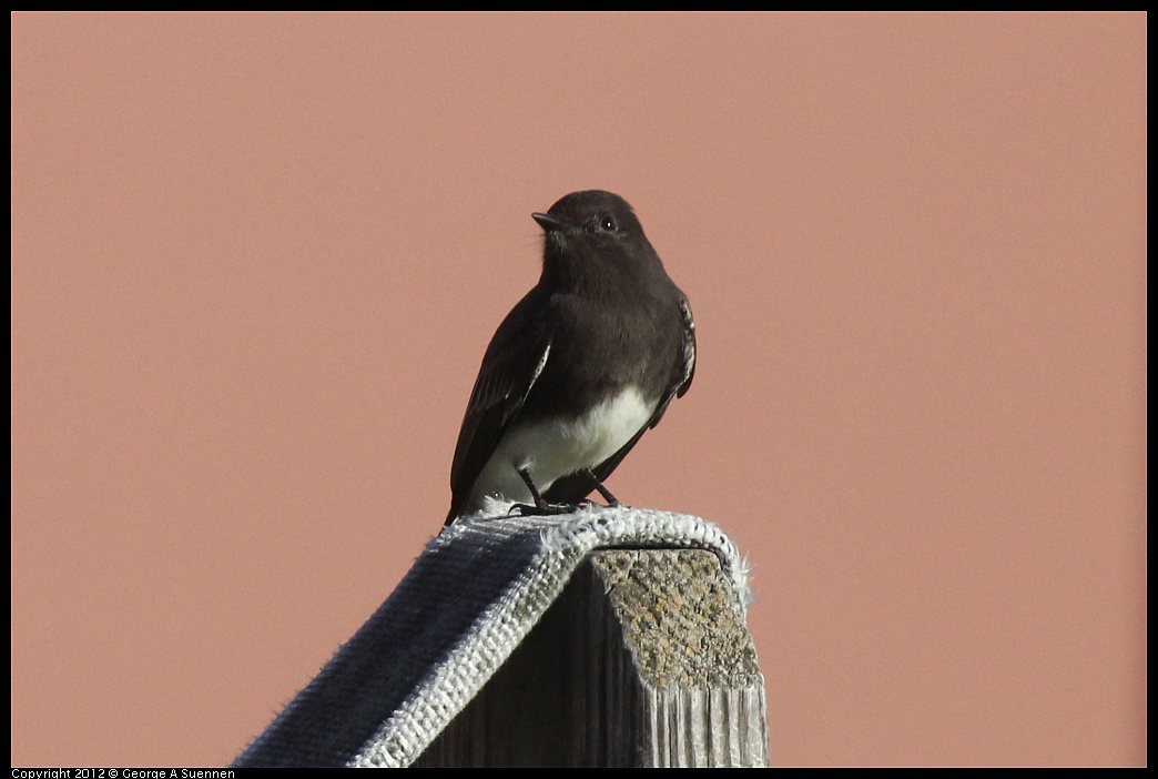 1106-085550-02.jpg - Black Phoebe