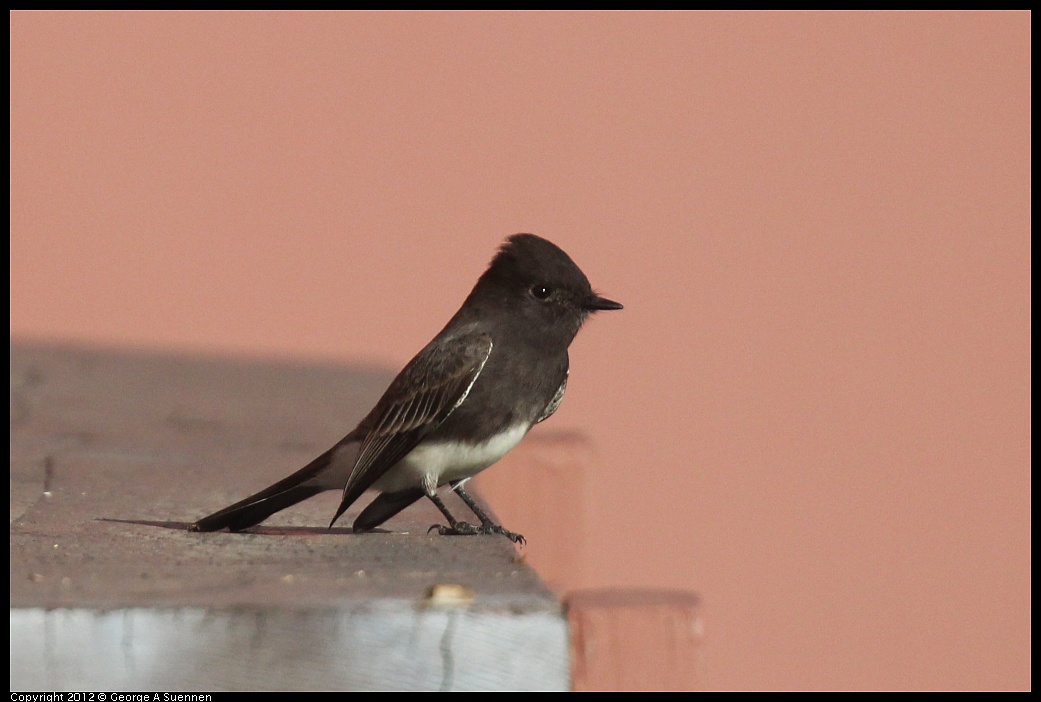 1106-085616-01.jpg - Black Phoebe