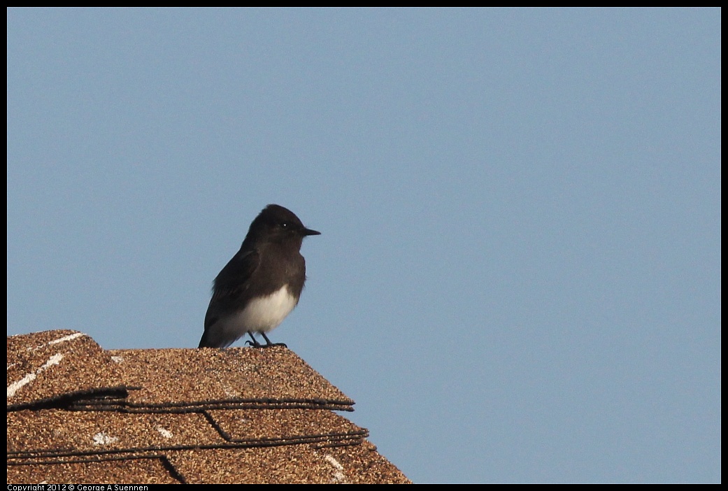 1106-085627-01.jpg - Black Phoebe