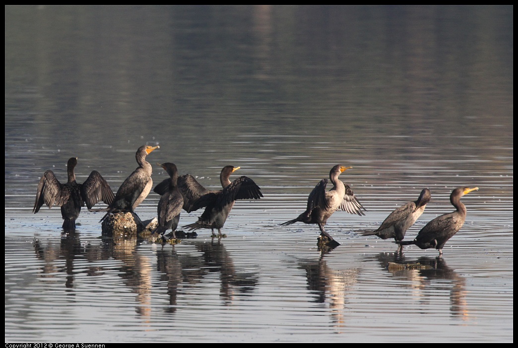 1106-085713-02.jpg - Double-crested Cormorant