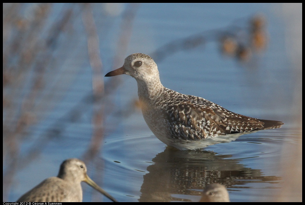 1106-085839-03.jpg - Black-bellied Plover