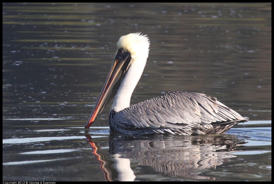 1106-085845-02.jpg - Brown Pelican