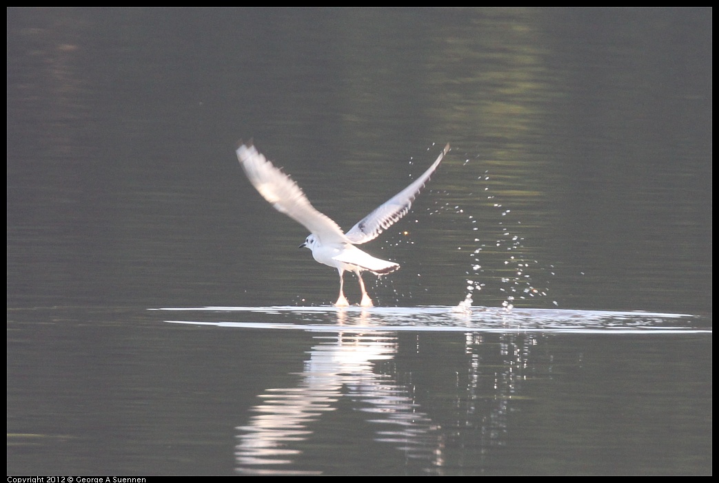 1106-085903-01.jpg - Bonaparte's Gull