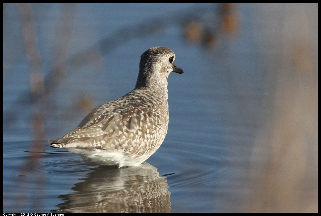 1106-085913-01.jpg - Black-bellied Plover