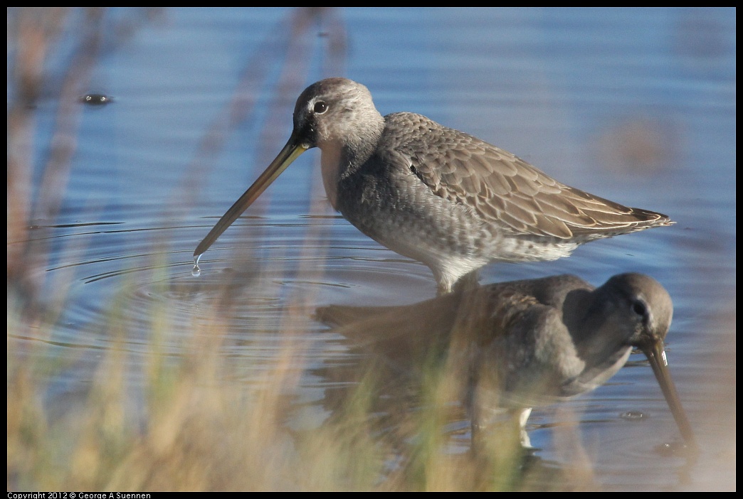 1106-085930-01.jpg - Short-billed Dowitcher