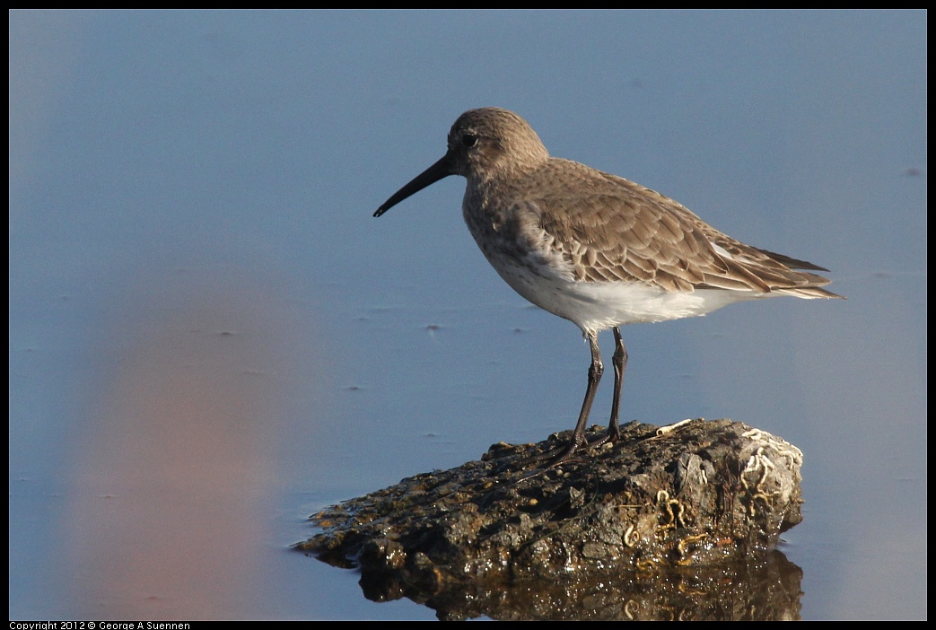 1106-085948-01.jpg - Dunlin