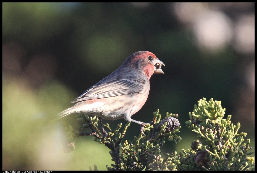 1106-090115-02.jpg - House Finch