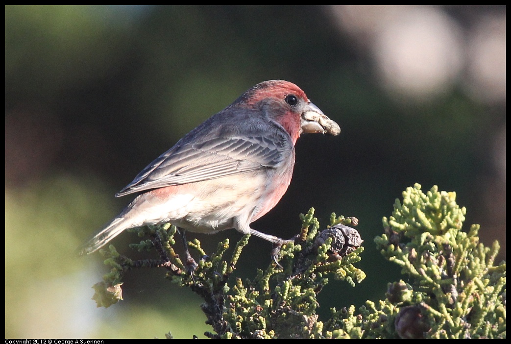 1106-090117-03.jpg - House Finch