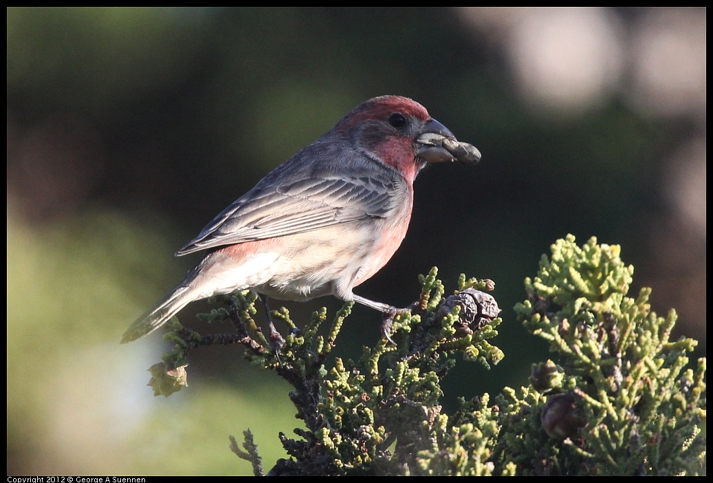 1106-090118-02.jpg - House Finch