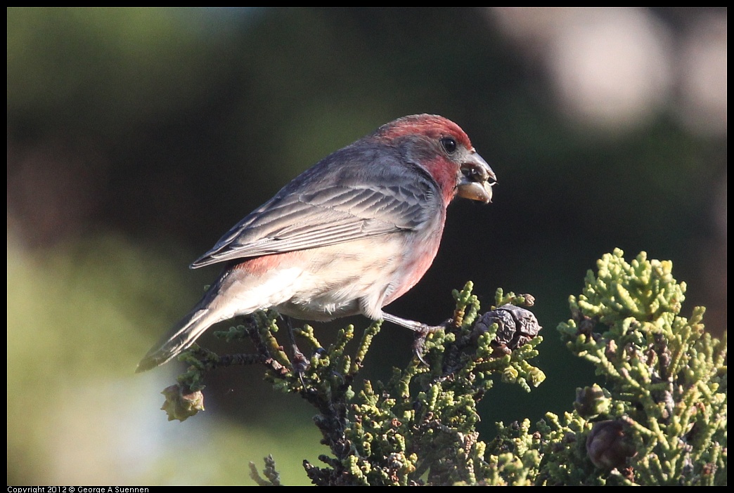 1106-090120-01.jpg - House Finch