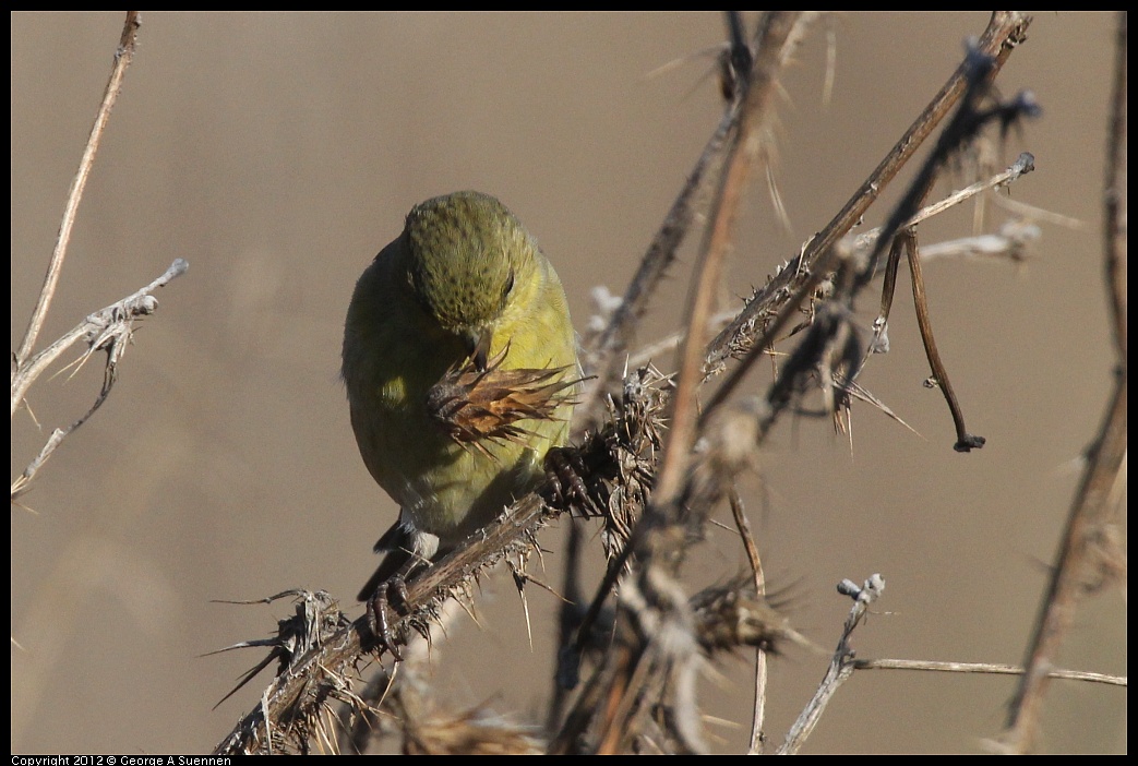 1106-090205-04.jpg - Lesser Goldfinch