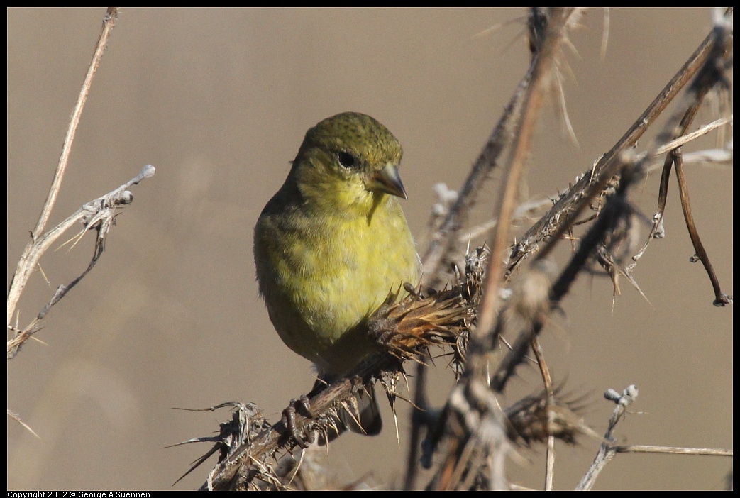 1106-090206-03.jpg - Lesser Goldfinch