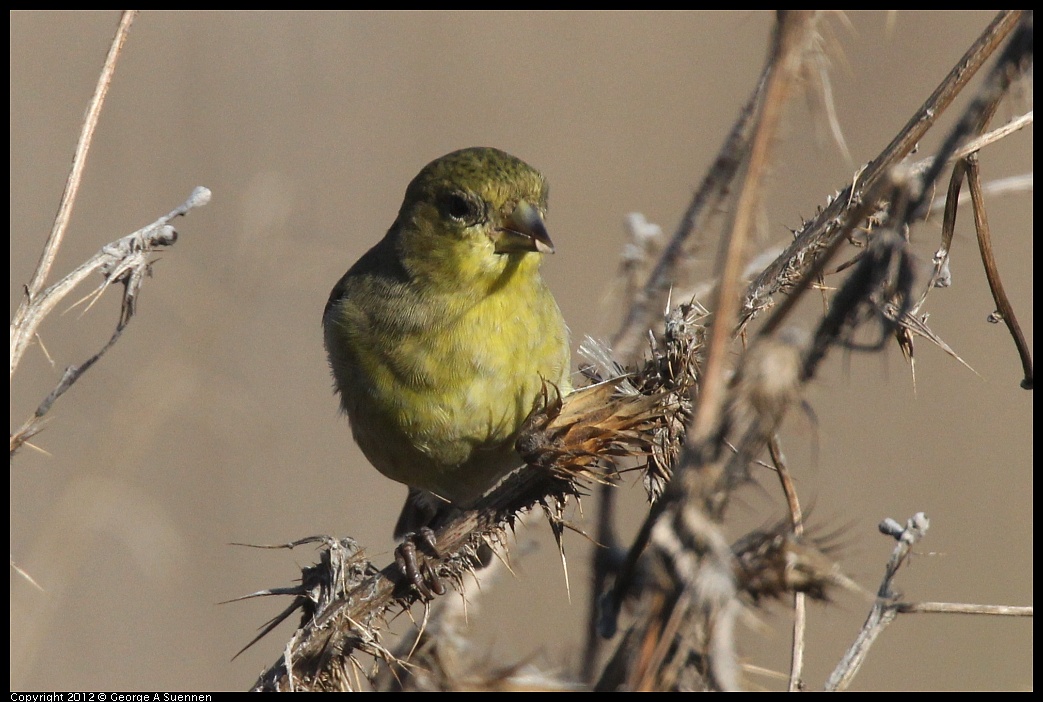 1106-090207-04.jpg - Lesser Goldfinch