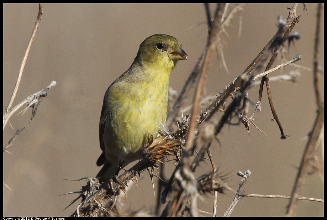 1106-090208-03.jpg - Lesser Goldfinch