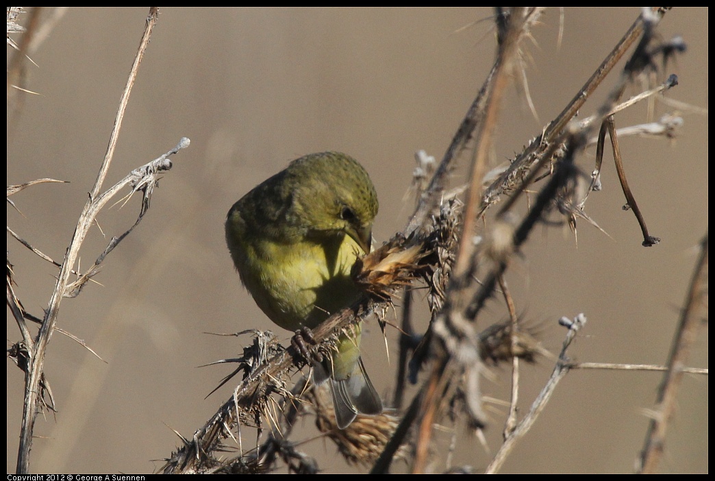 1106-090214-01.jpg - Lesser Goldfinch