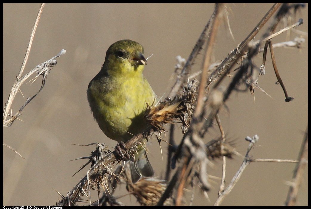 1106-090214-03.jpg - Lesser Goldfinch