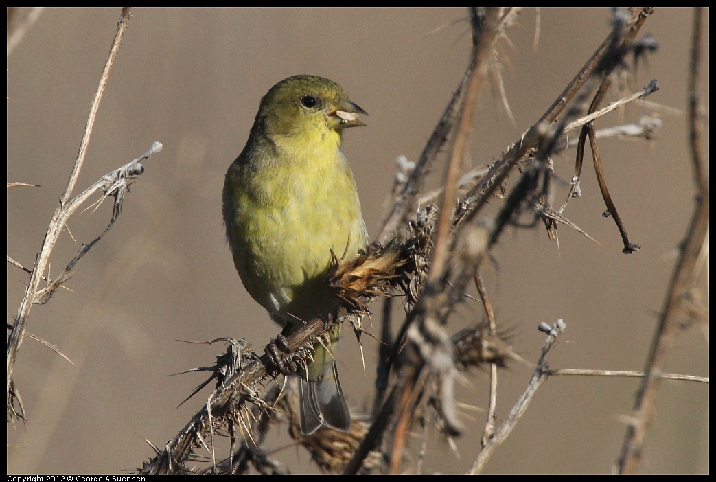 1106-090218-02.jpg - Lesser Goldfinch