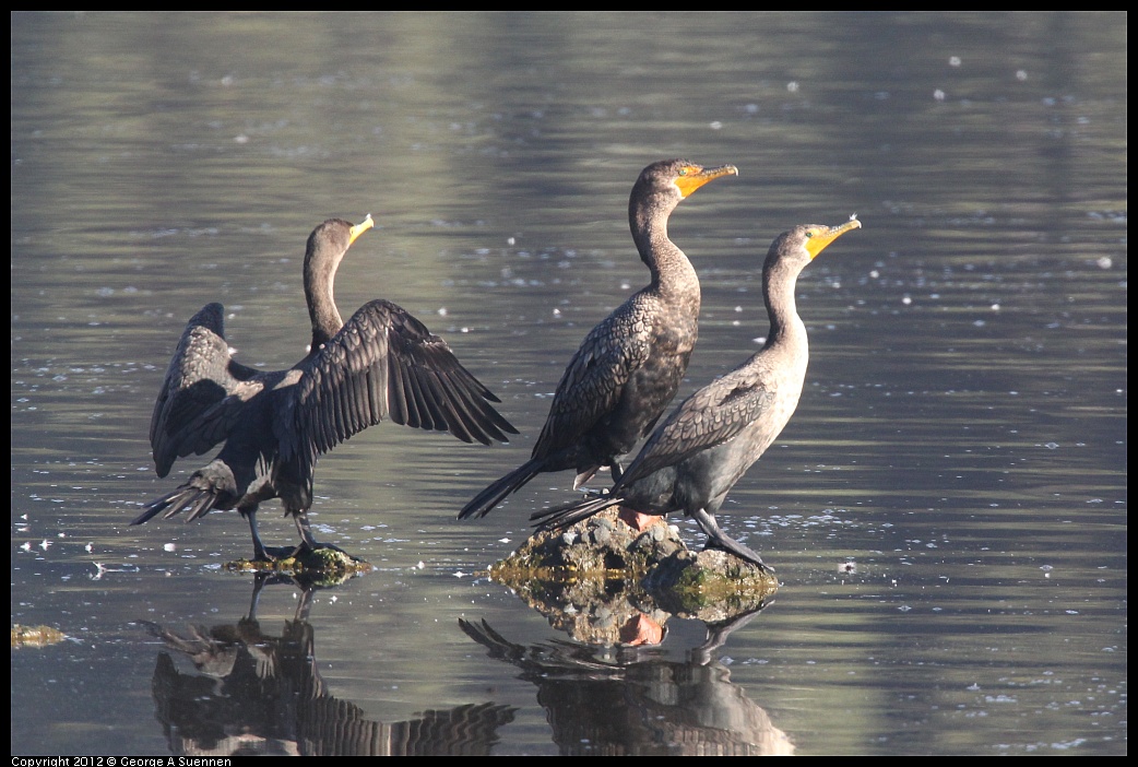 1106-090235-02.jpg - Double-crested Cormorant