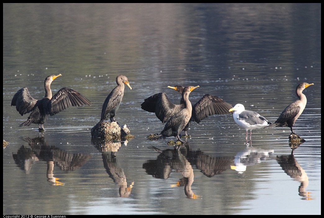 1106-090243-02.jpg - Double-crested Cormorant