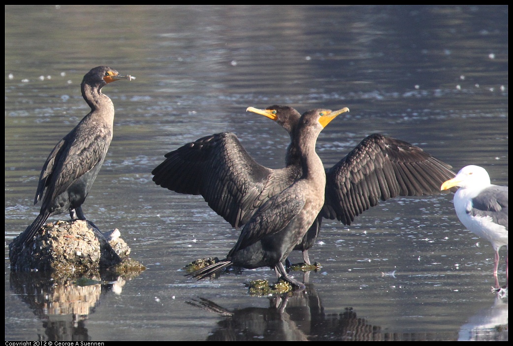 1106-090244-03.jpg - Double-crested Cormorant