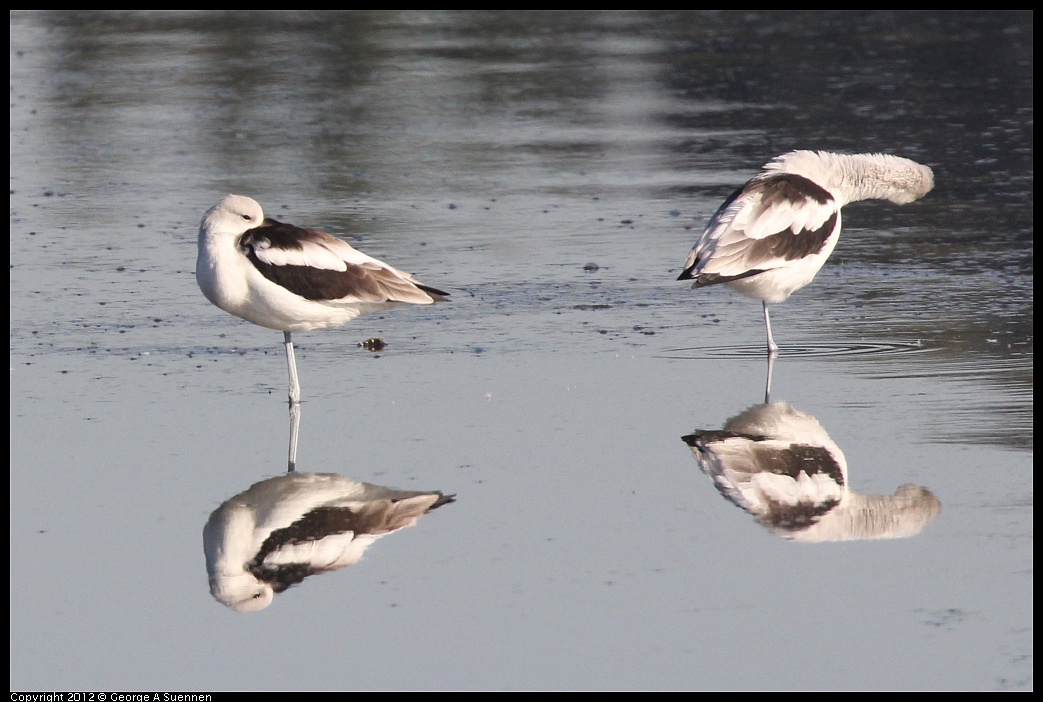 1106-090247-02.jpg - American Avocet