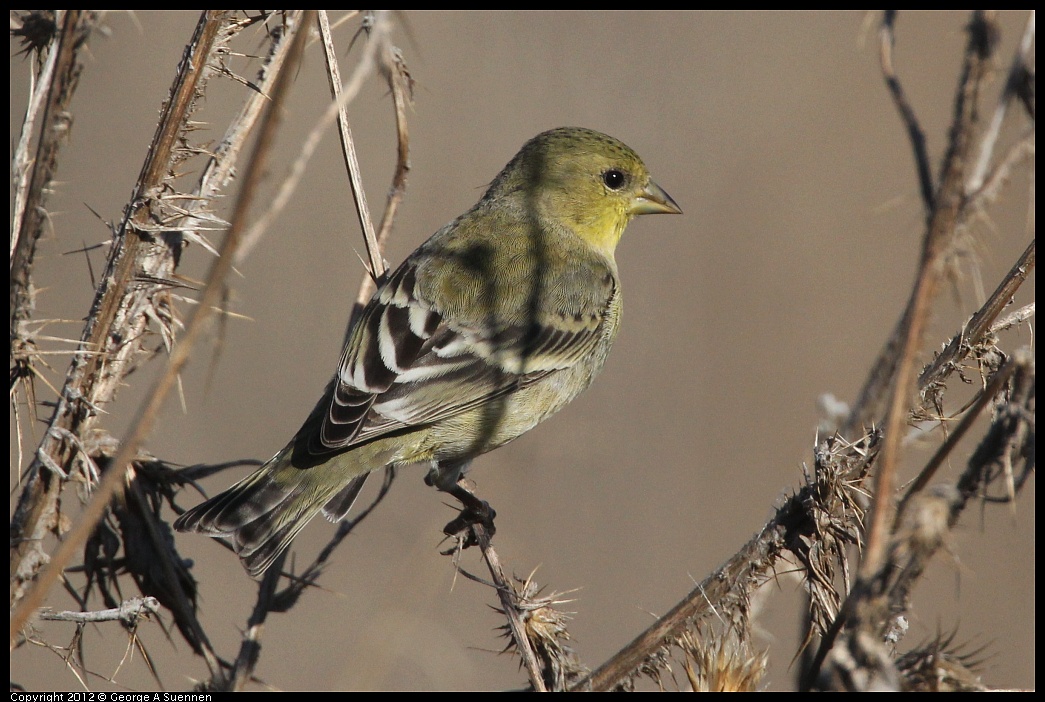 1106-090303-02.jpg - Lesser Goldfinch