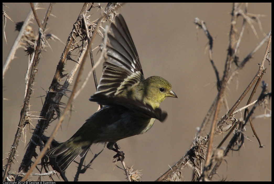 1106-090303-03.jpg - Lesser Goldfinch