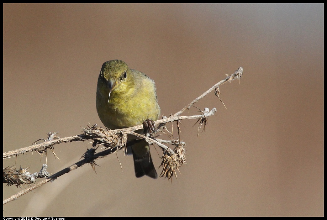 1106-090314-01.jpg - Lesser Goldfinch