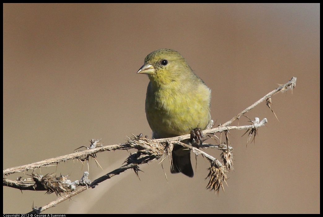 1106-090315-03.jpg - Lesser Goldfinch