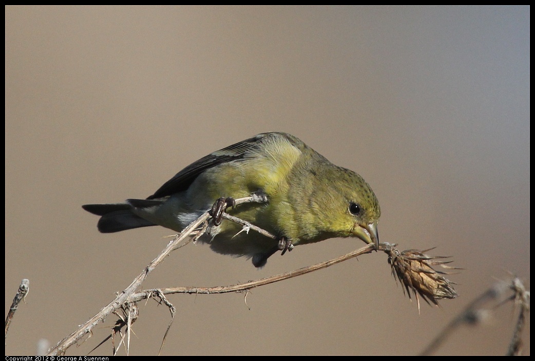 1106-090320-02.jpg - Lesser Goldfinch