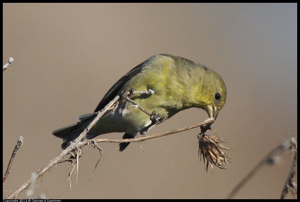 1106-090320-03.jpg - Lesser Goldfinch