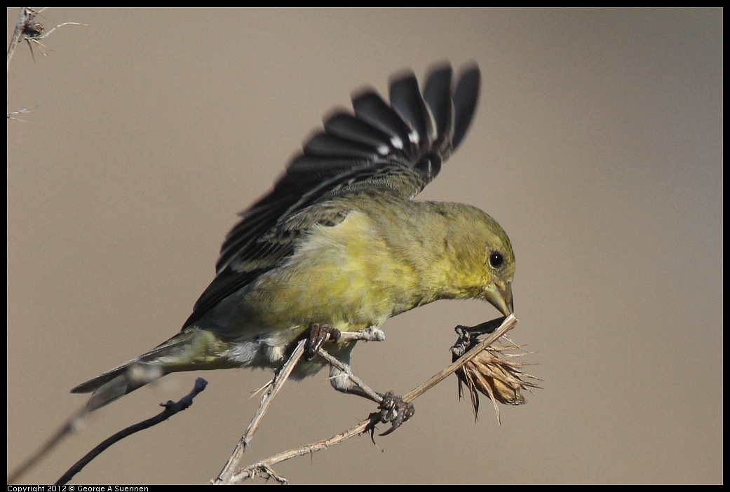 1106-090321-02.jpg - Lesser Goldfinch