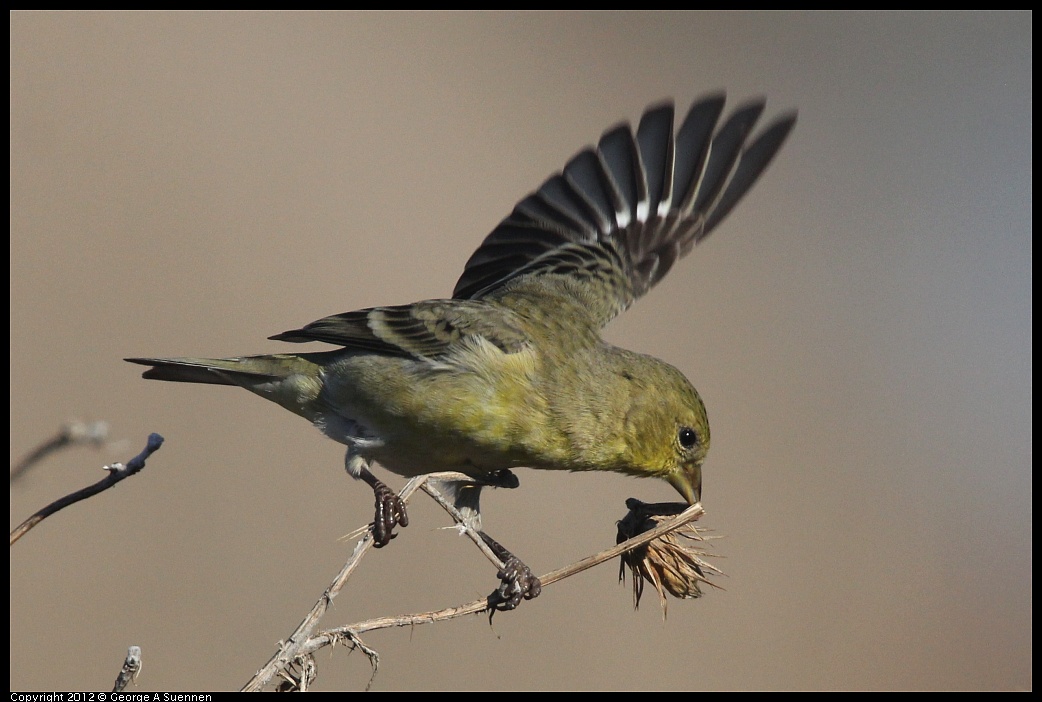 1106-090321-03.jpg - Lesser Goldfinch