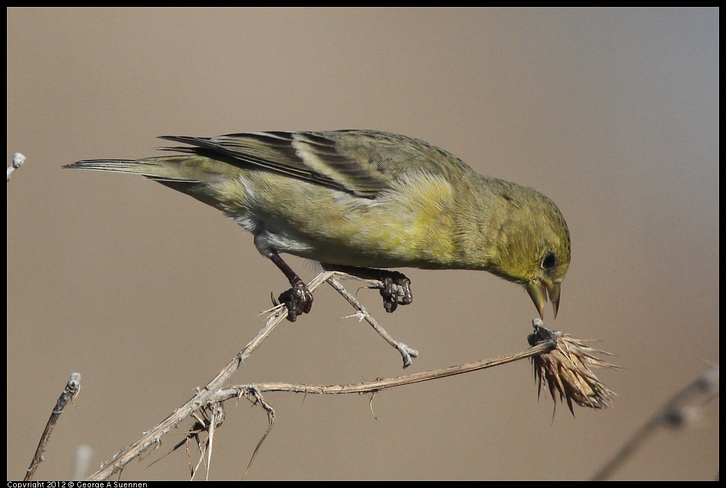 1106-090322-01.jpg - Lesser Goldfinch