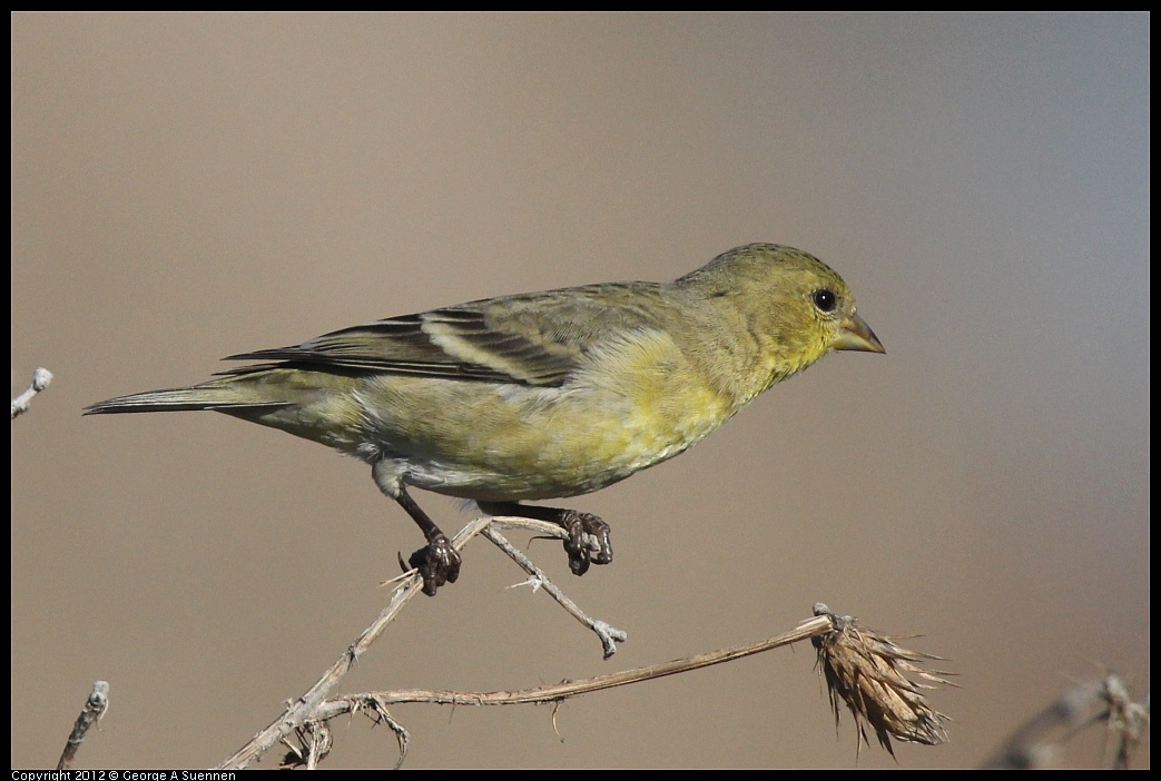 1106-090323-01.jpg - Lesser Goldfinch